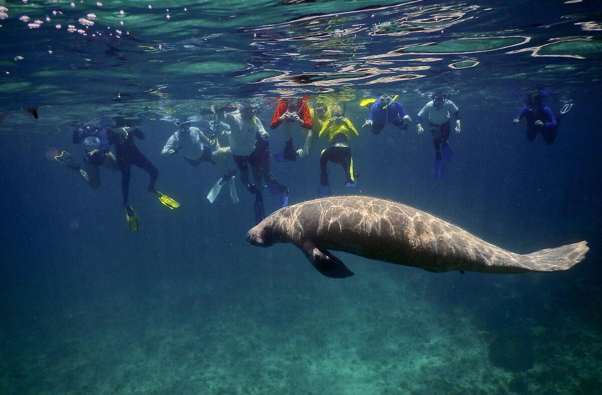 Student volunteers observe an Antillean manatee at St. George's Caye. © Linda Searle