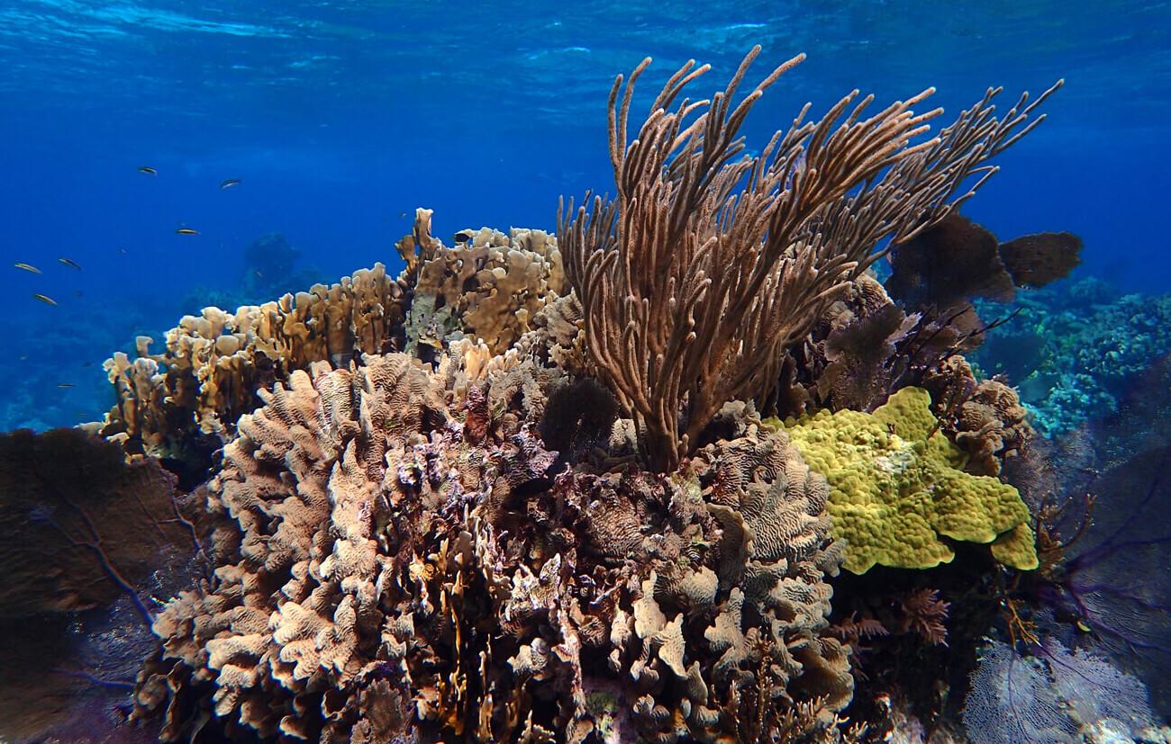 Belize has some of the healthiest reefs in the Caribbean. © Abel Coe