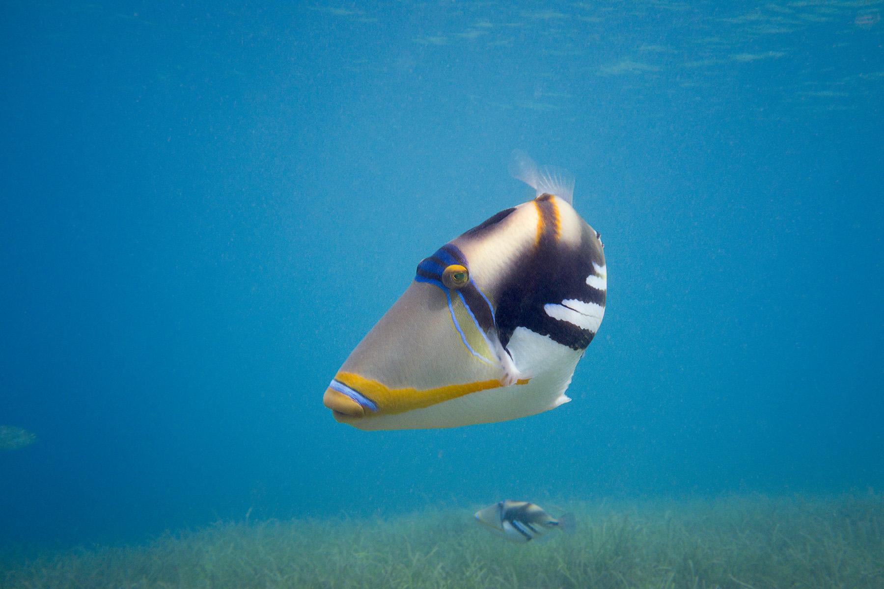 Picasso triggerfish Tonga