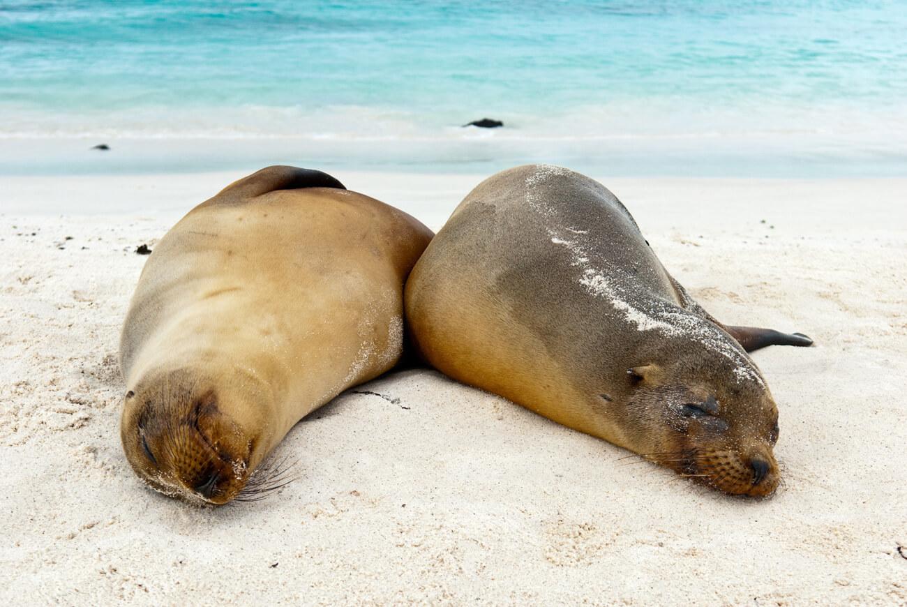 Two Galápagos sea lions rest side-by-side. © Roderic Mast