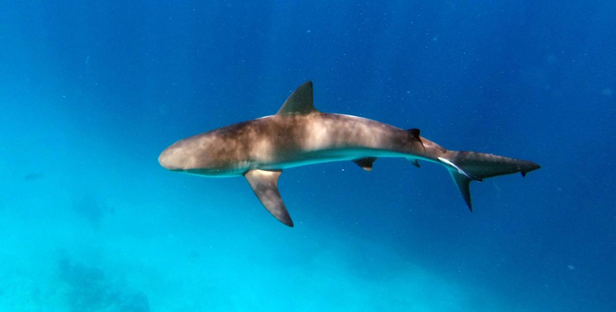 A Caribbean reef shark seen this summer. © Vailett Müller