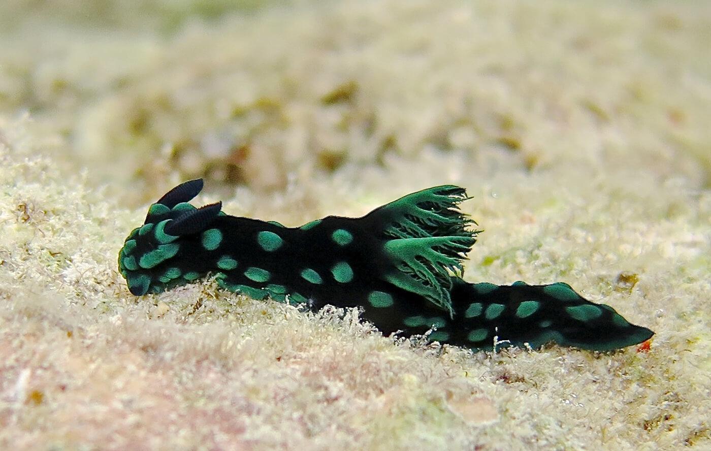 Nudibranch in Palau