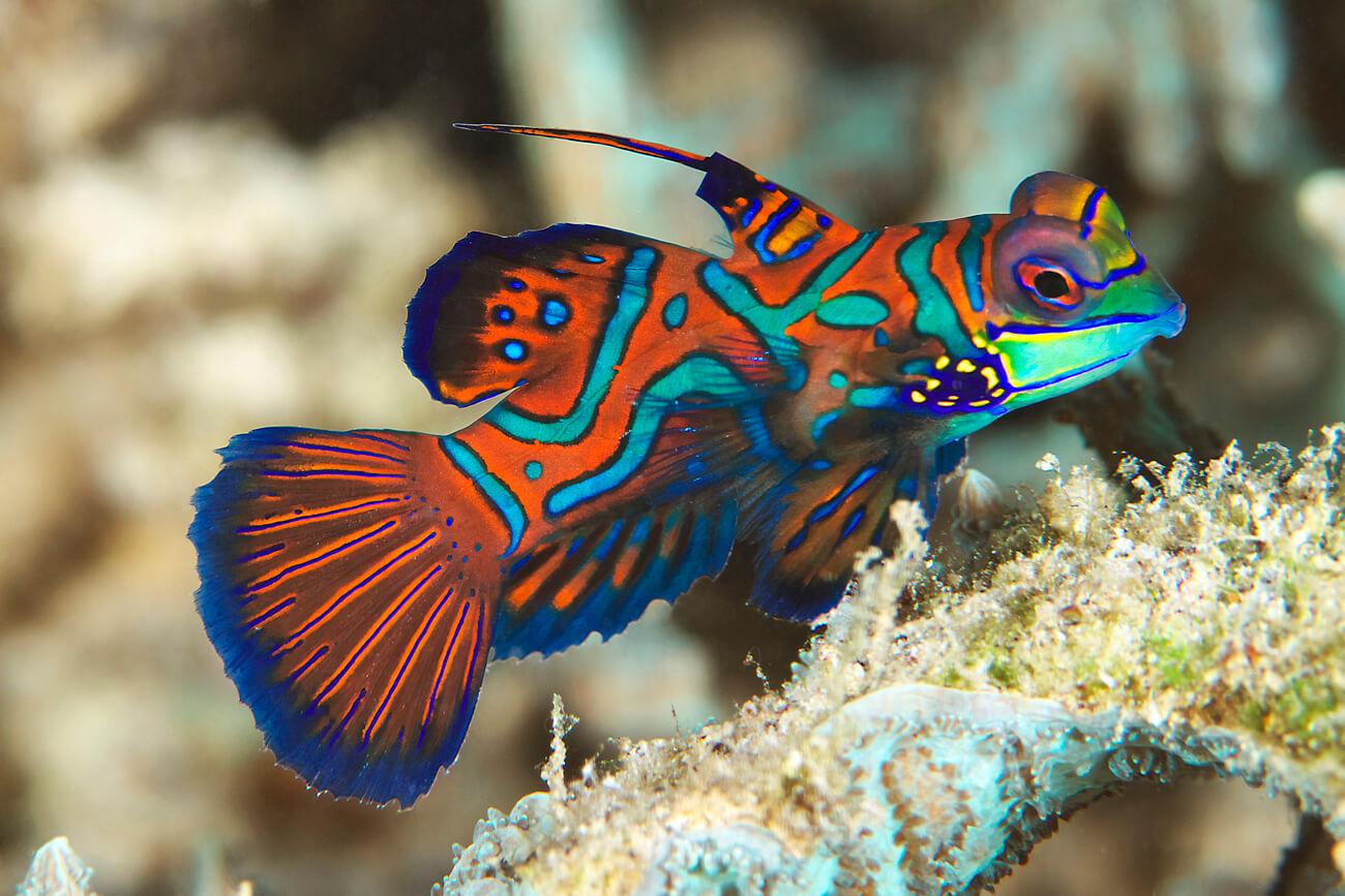 A male mandarinfish (Synchiropus splendidus), one of Palau's best-known fish. © Keoki Stender