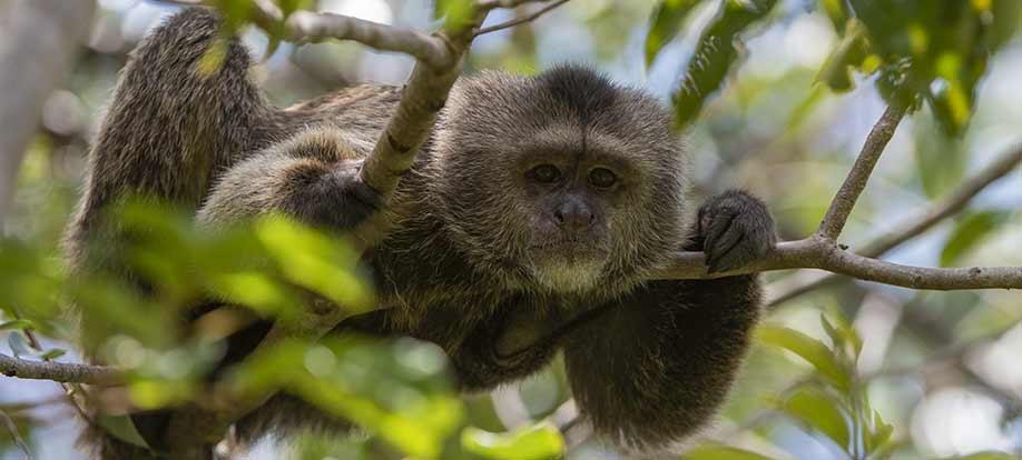 weeper capuchin monkey