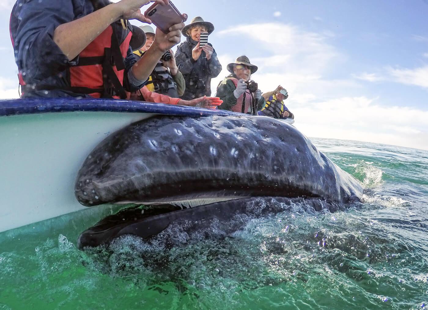 A friendly gray whale calf shows its baleen plates. © Jose Sanchez