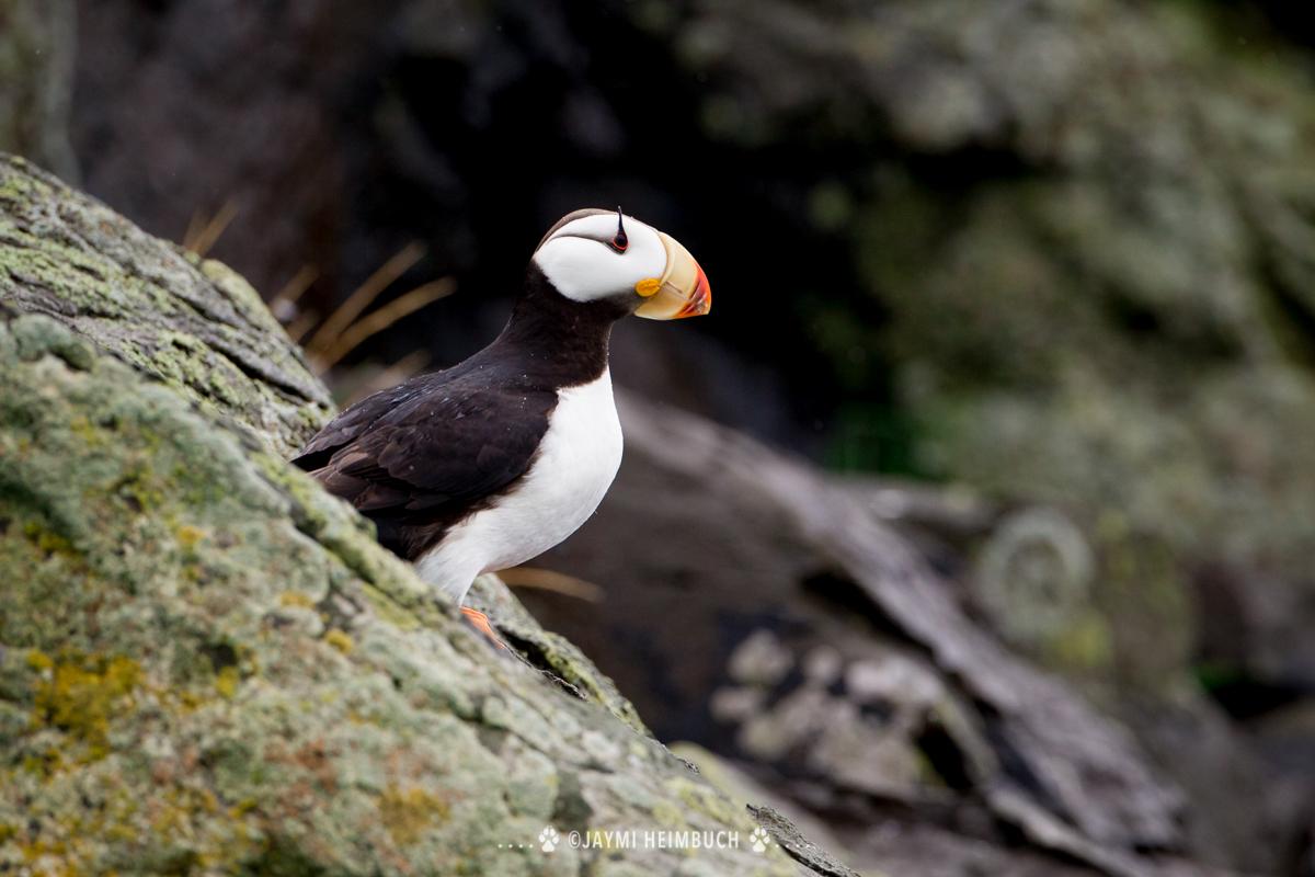 horned puffin