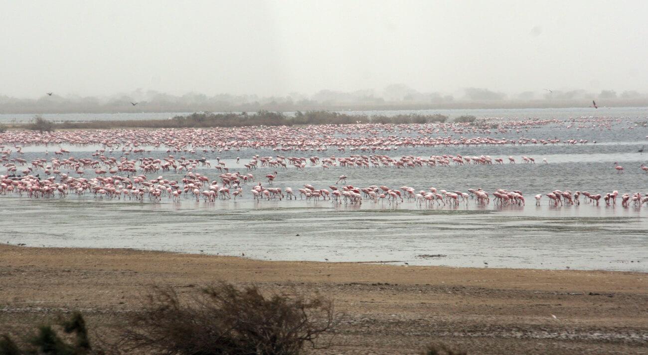 Greater and Lesser Flamingoes, Djoudj National Park. © Lucy Keith-Diagne