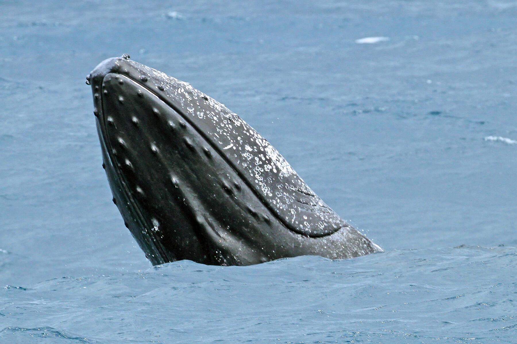 A spy-hopping humpback whale near Watamu, Kenya. © Wayne Sentman