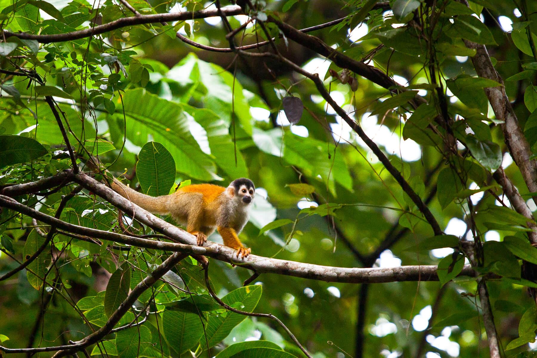 We have a chance to see all four monkey species found in Costa Rica. © Brian J. Hutchinson