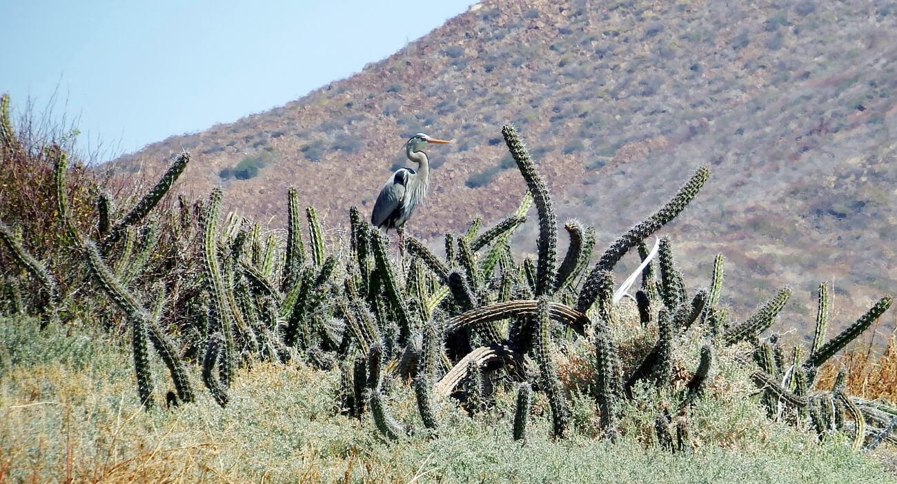 A Great Blue Heron perched atop the cacti of Isla Coronado. © Roger Harris