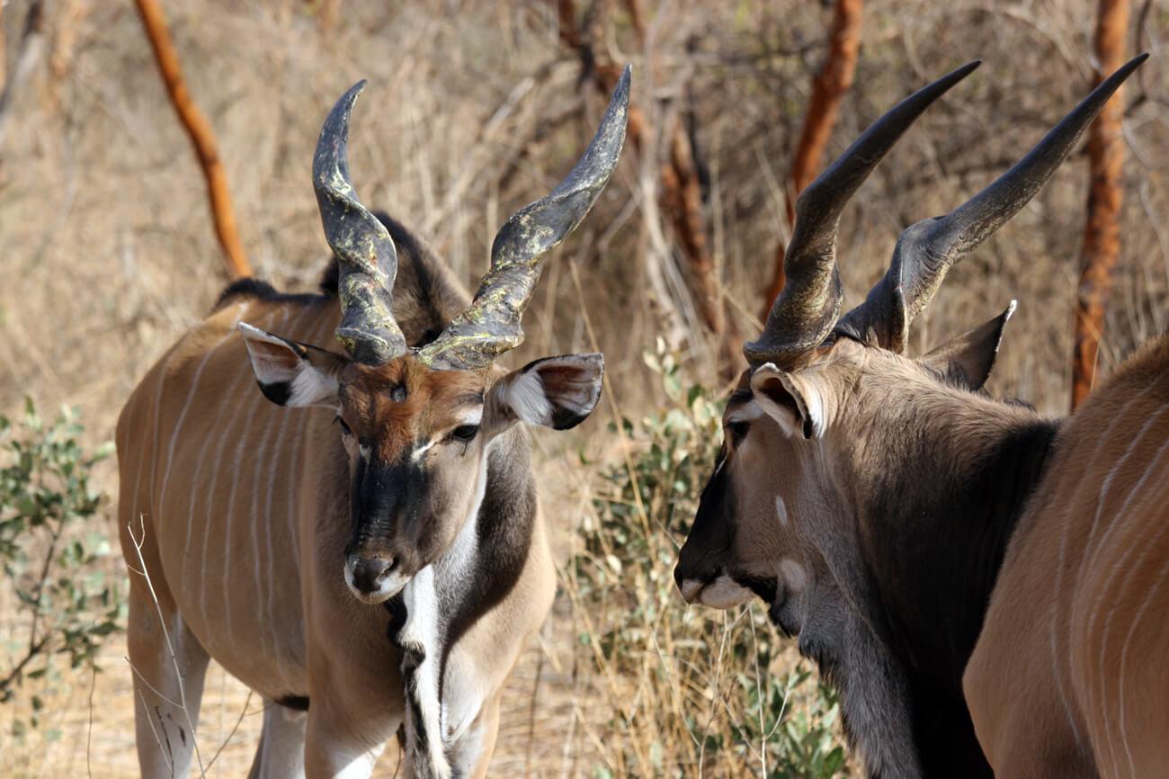 Two Derby’s Eland, Bandia Reserve. © Lucy Keith-Diagne