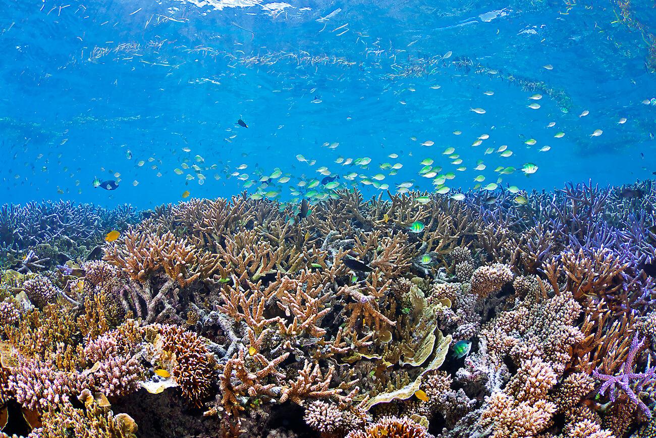 Palau has an impressive 400+ hard coral and 300+ soft coral species. © Keoki Stender