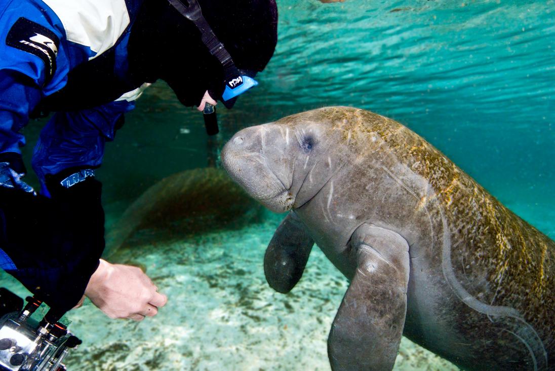 Snorkeler with young manatee. © Ryan McClellan