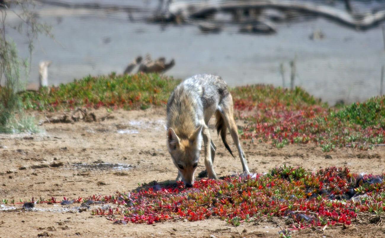 African Golden Wolf eating a fish, Djoudj National Park. © Lucy Keith-Diagne