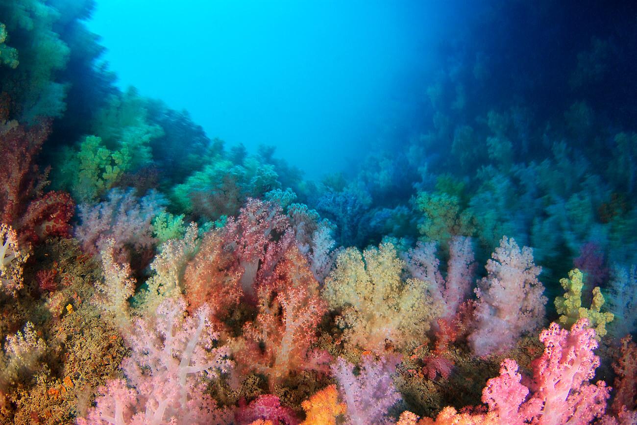 Aptly-named Soft Coral Arch is one of Palau's most unique snorkel sites. © Keoki Stender