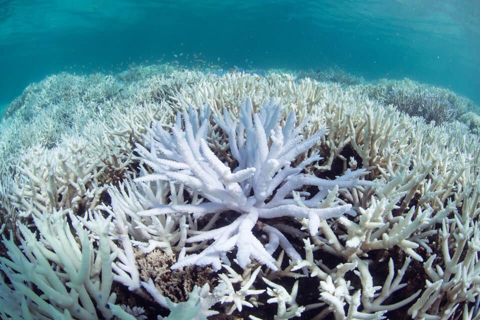 Bleached coral reef impacted by climate change