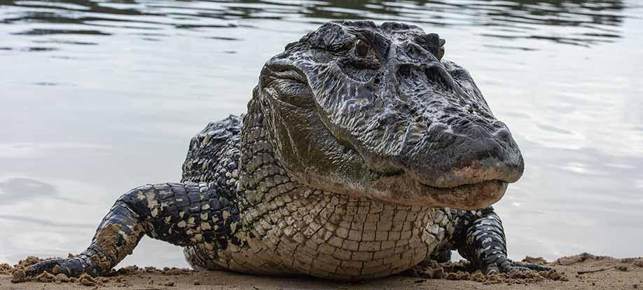 Black Caiman © Pete Oxford