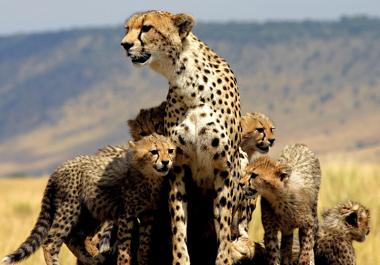 Cheetah family in Masai Mara, Kenya. © Wayne Sentman