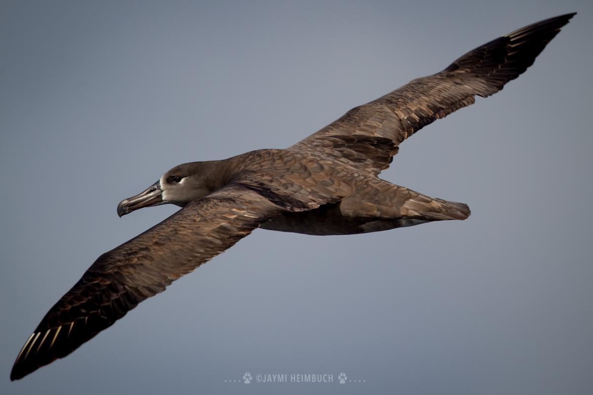 black-footed albatross