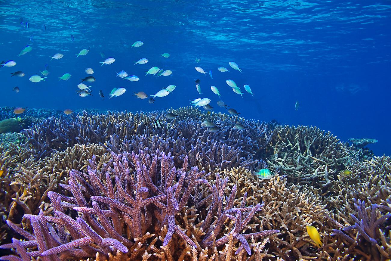 coral reefs and climate change