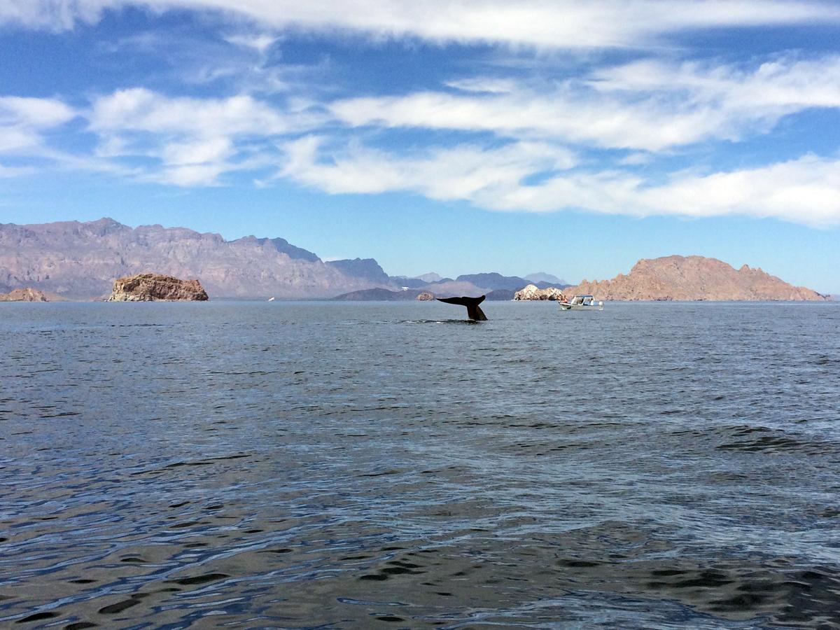 A blue whale fluke. © Kathi Koontz