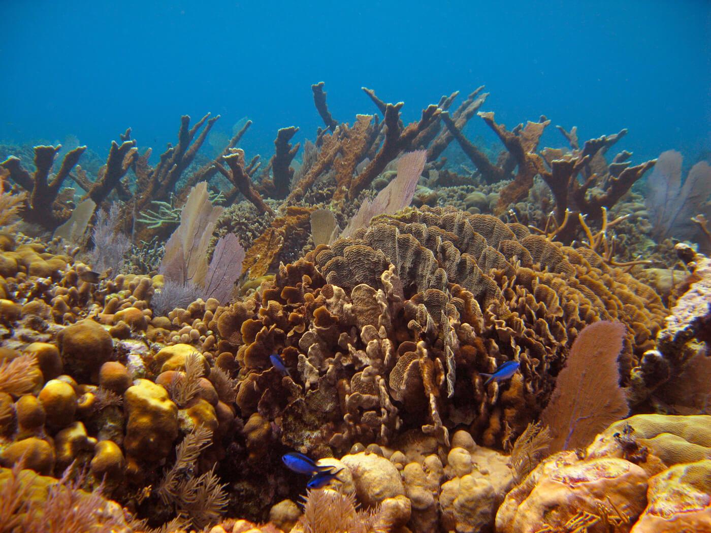 The Mesoamerican Reef is home to large stands of endangered elkhorn coral. © Wayne Sentman