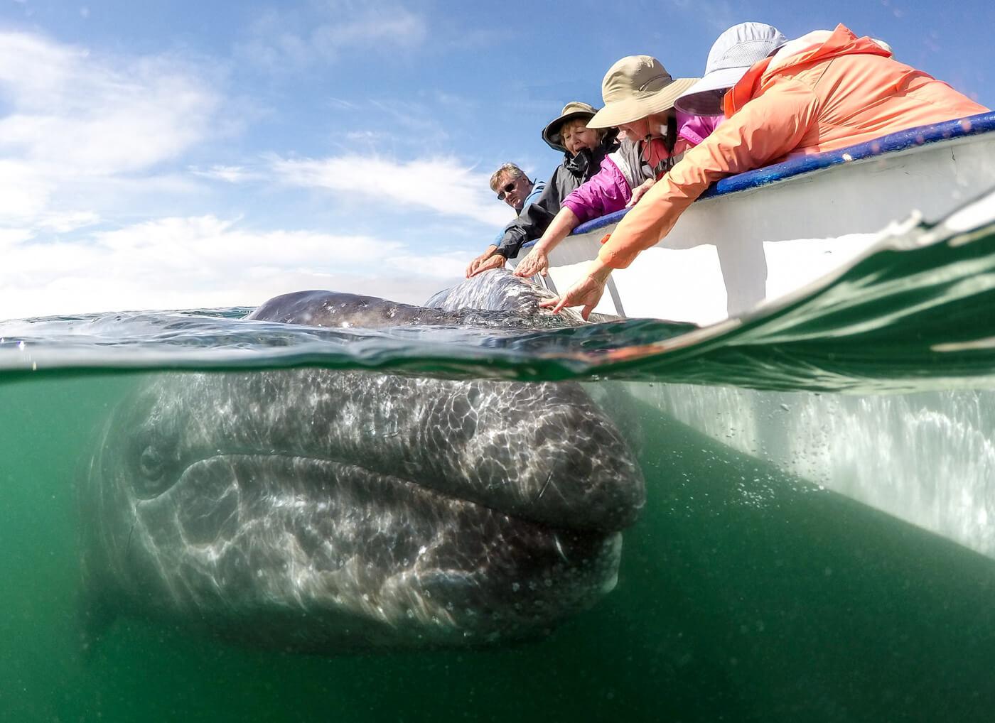 A friendly gray whale approaches our panga in Laguna San Ignacio. © Jose Sanchez