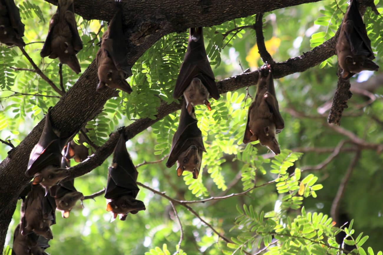 Epaulleted fruit bats hanging around in Pt. St. George, Senegal. © Lucy Keith-Diagne