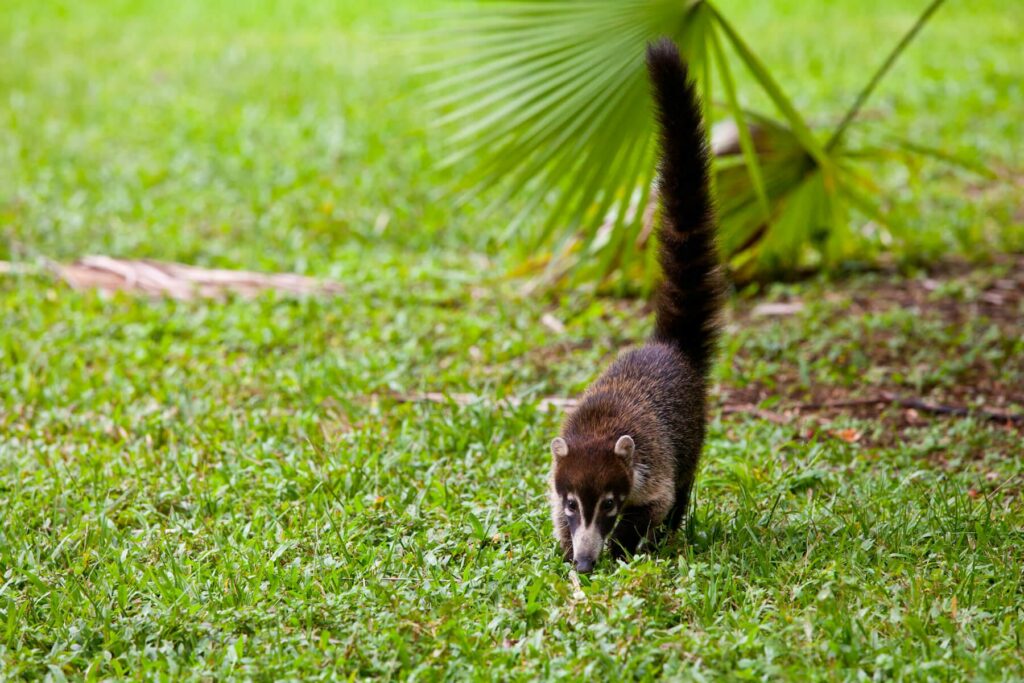 coati in Costa Rica