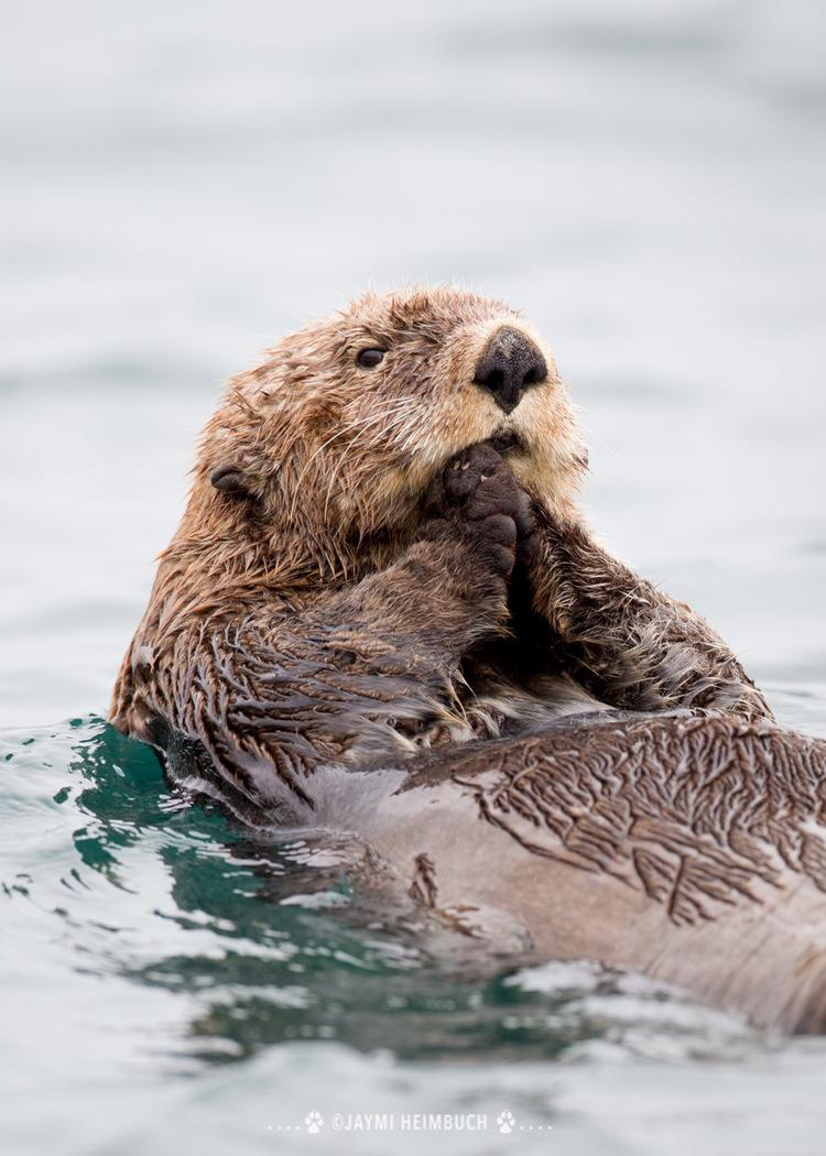 sea otter on the coast of Alaska