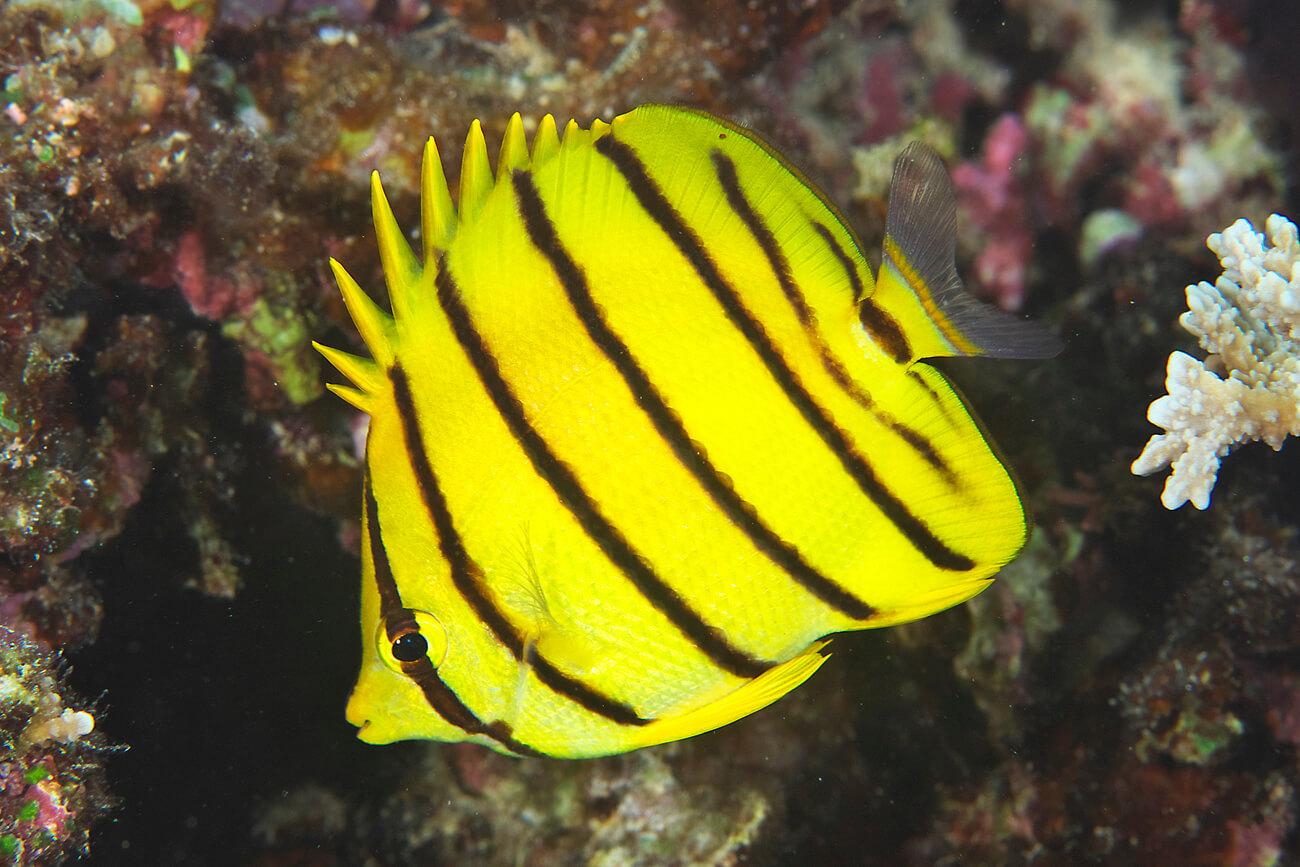 An eight-banded butterflyfish (Chaetodon octofasciatus). © Keoki Stender