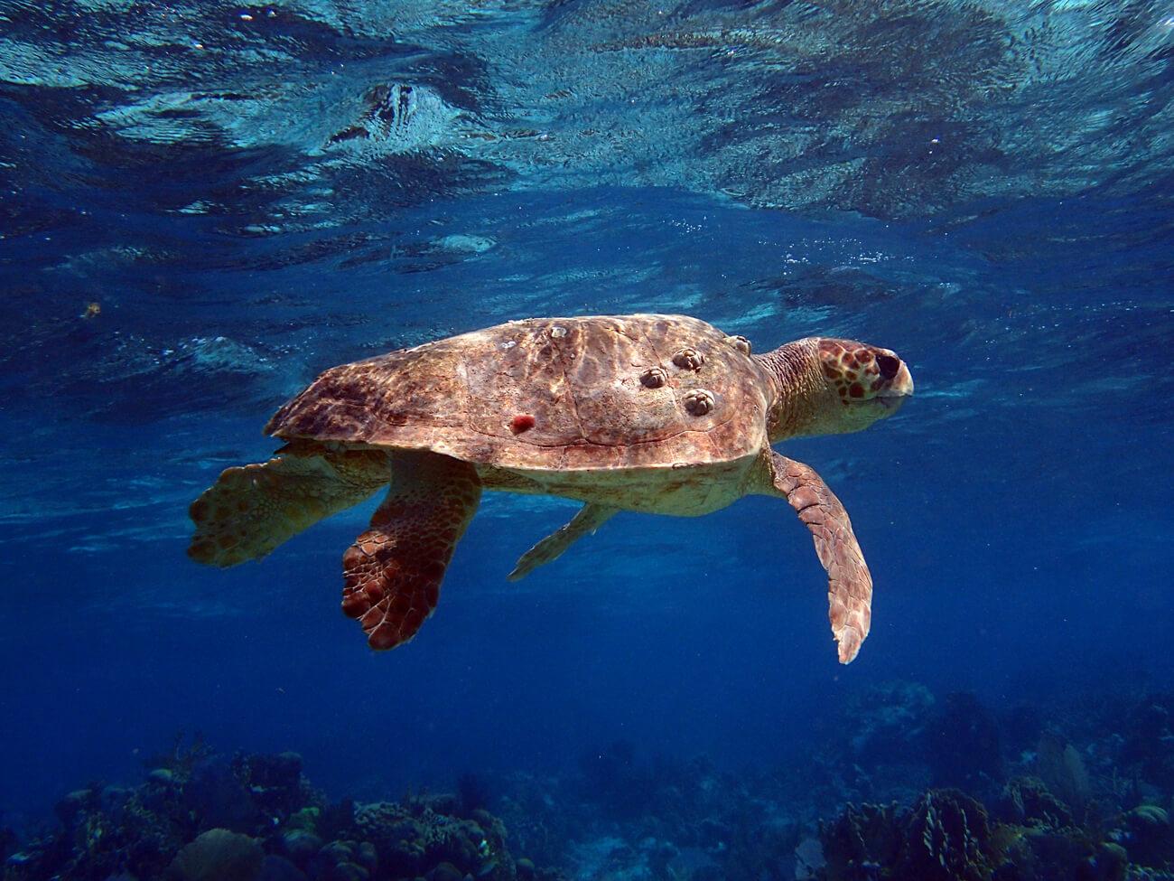 A loggerhead turtle seen on one of our Belize snorkeling trips in 2017. © Abel Coe