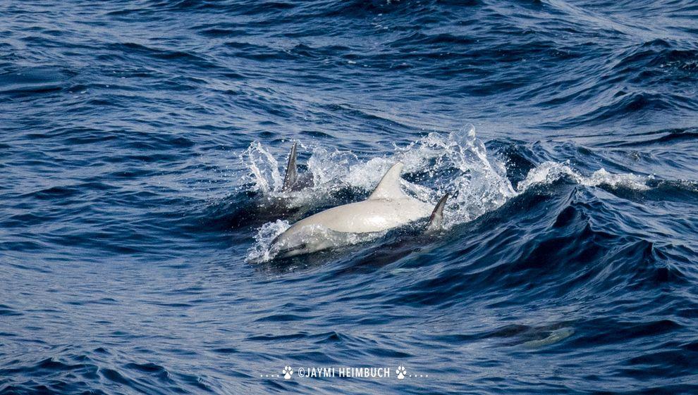 White common dolphin seen on October 25. © Jaymi Heimbuch