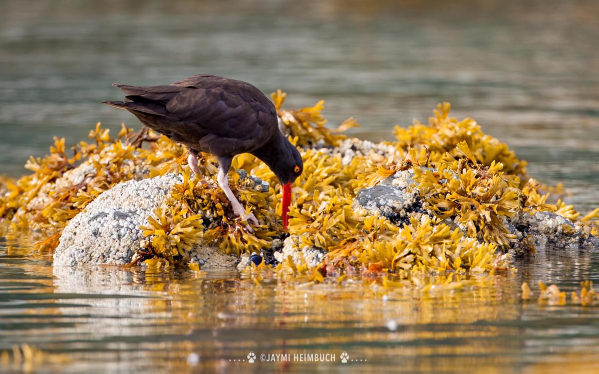 black oystercatcher