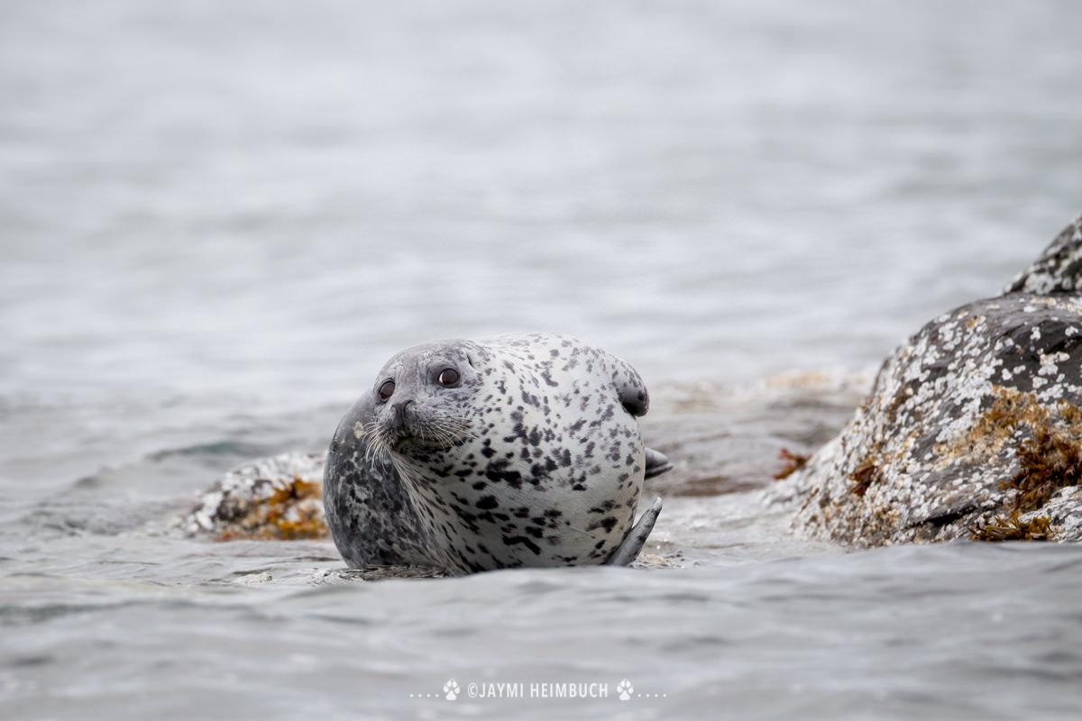 harbor seal on the coast of Alaska