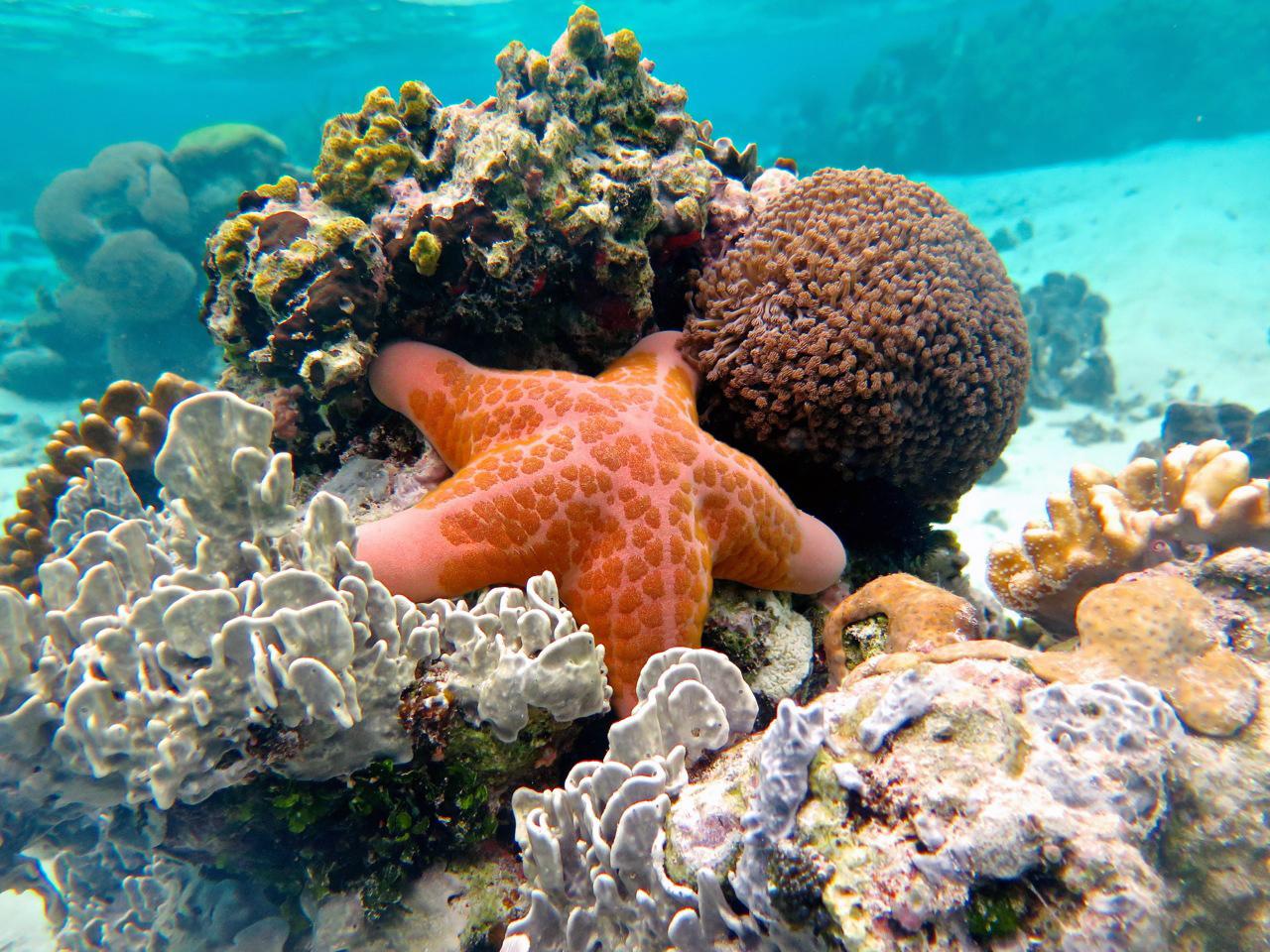 The Solomon Islands are part of the Coral Triangle, the global epicenter of marine biodiversity. © Wayne Sentman