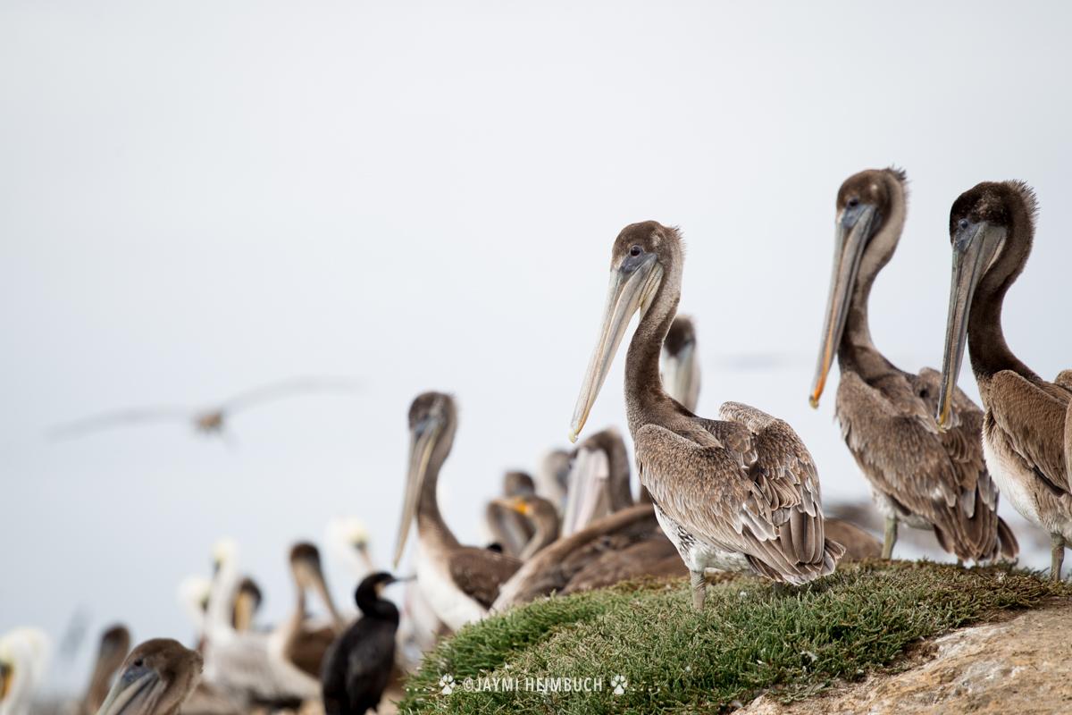 Brown pelicans