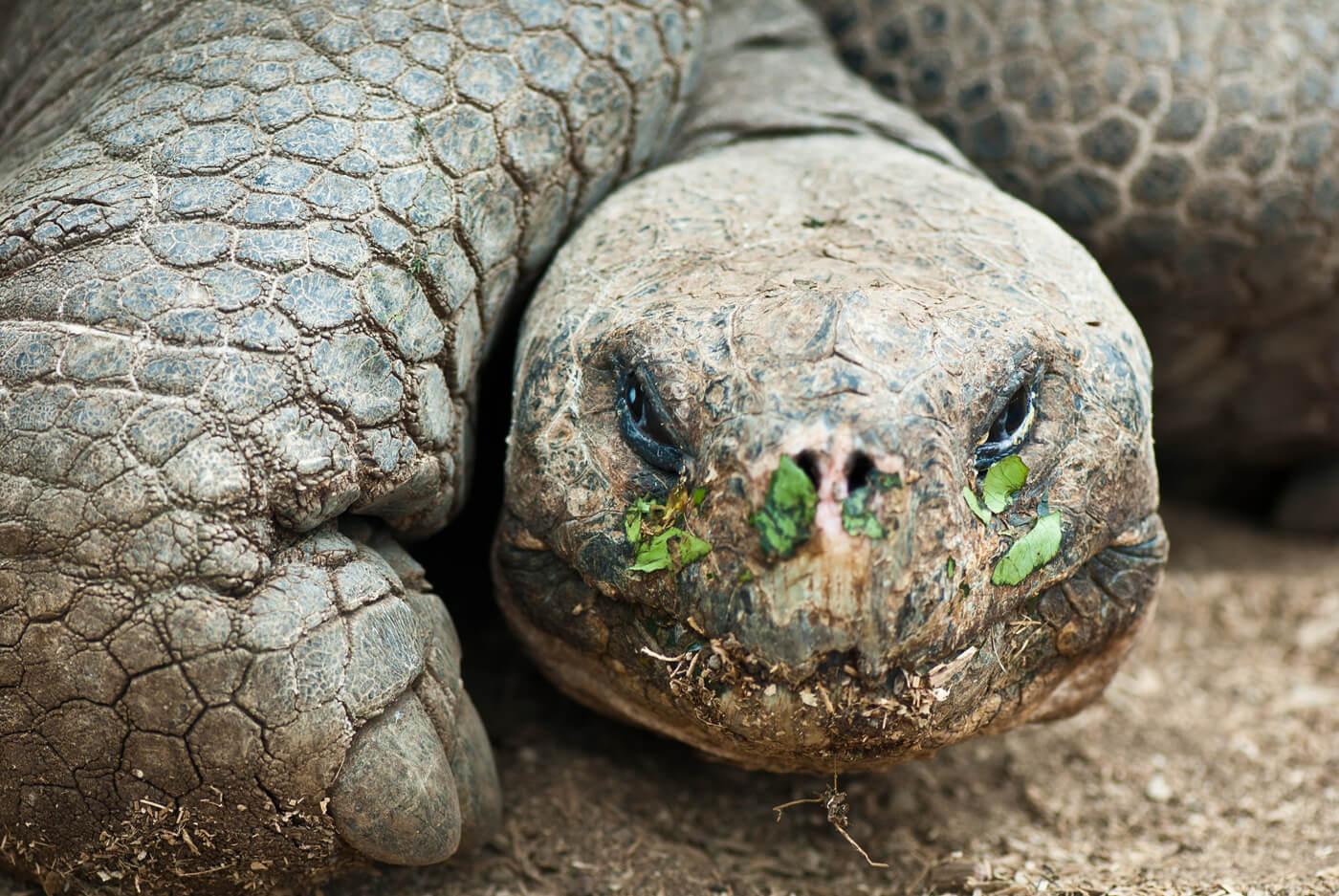 A Galápagos giant tortoise at the Charles Darwin Research Station. © Roderic Mast