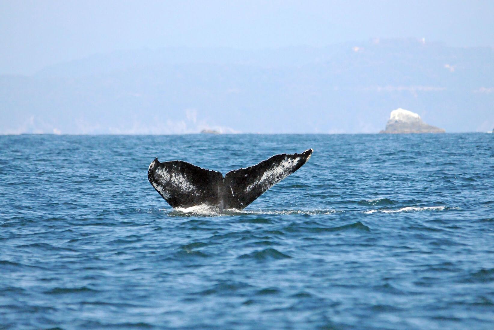 Study humpback whales and dolphins on Mexico's beautiful Pacific coast. © Katherina Audley