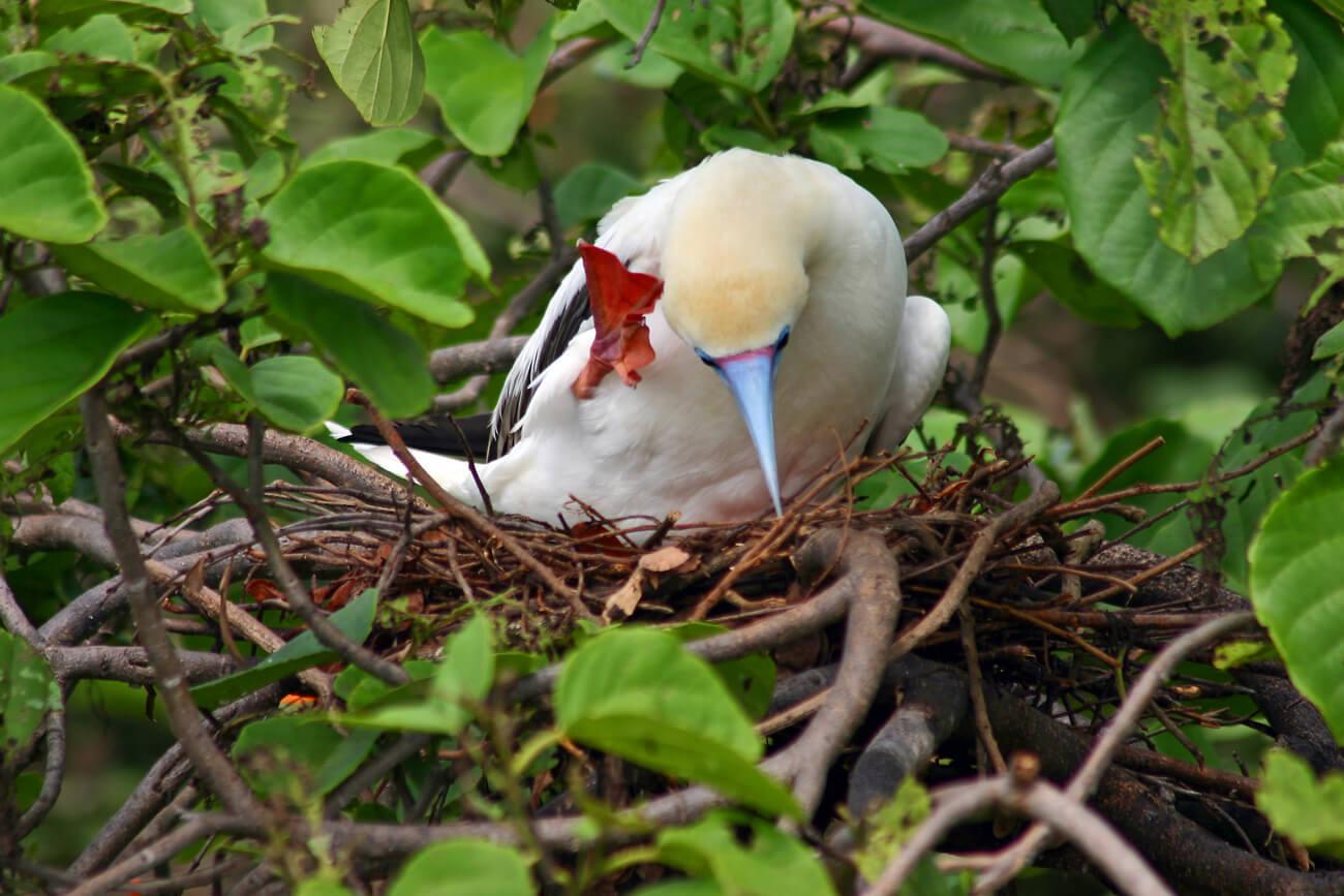 Half Moon Caye supports the only viable colony of Red-footed Boobies in the western Caribbean. © Wayne Sentman