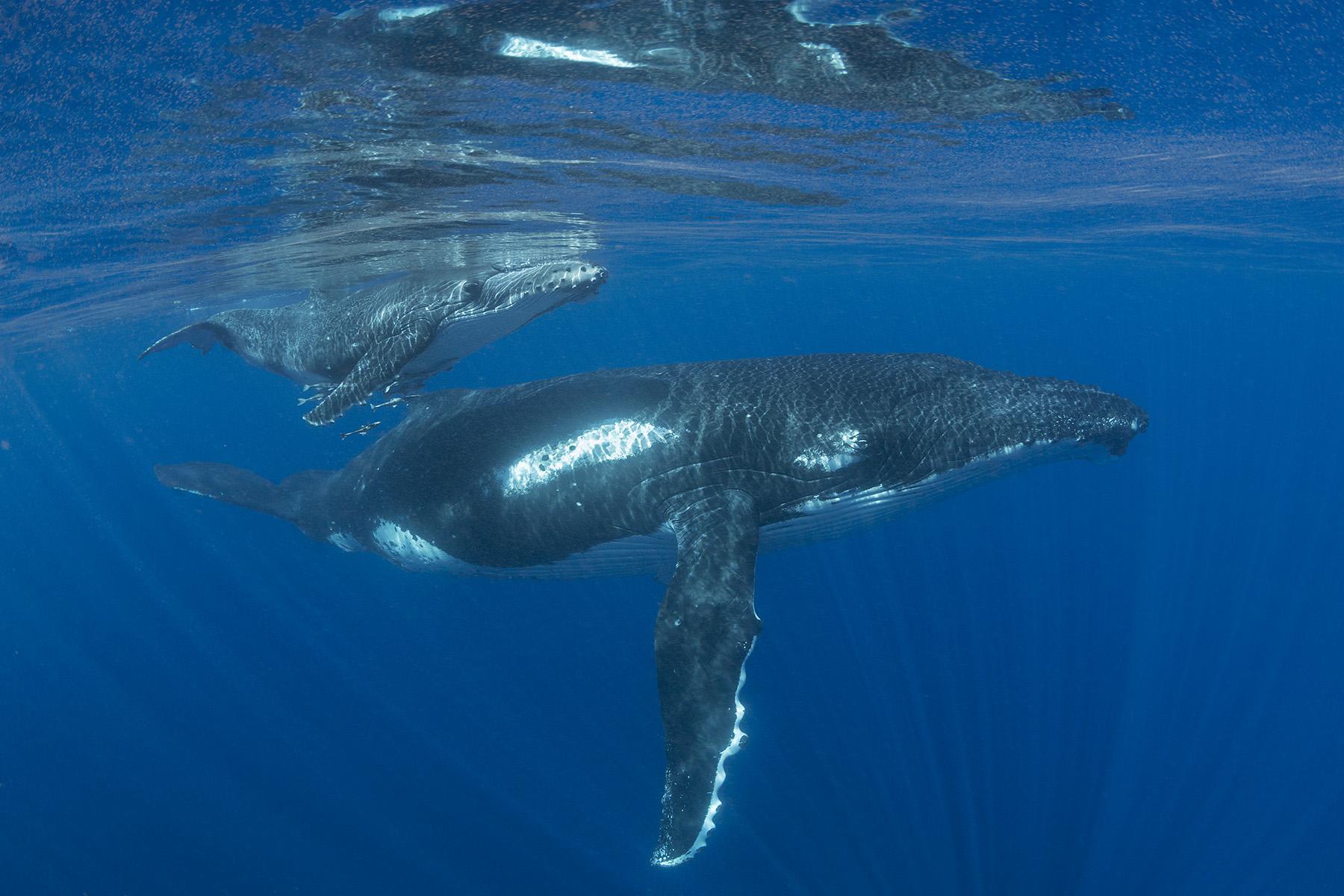 Humpback whales in Tonga