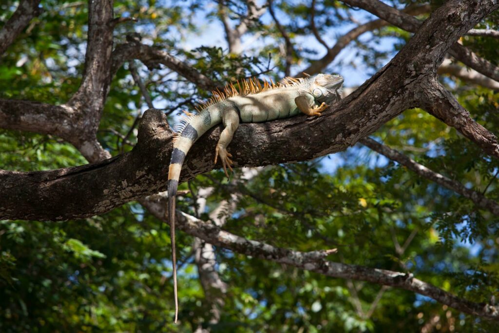 A green iguana in Costa Rica