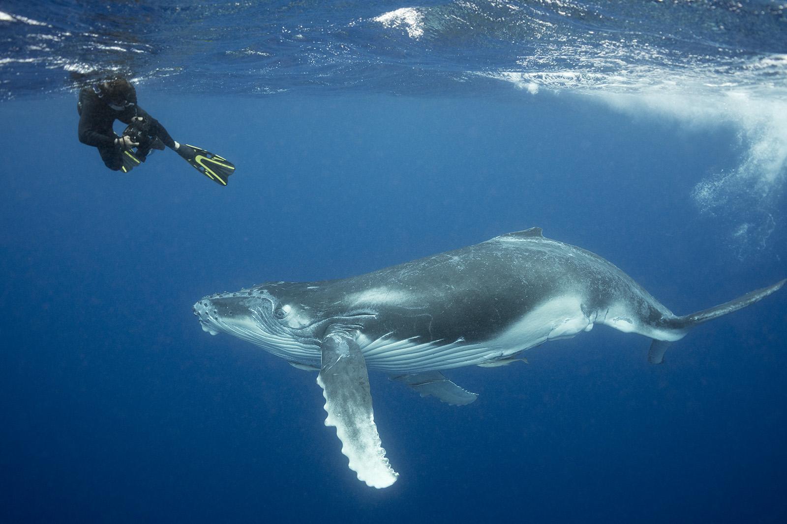 snorkeler with a humpback whale in Tonga