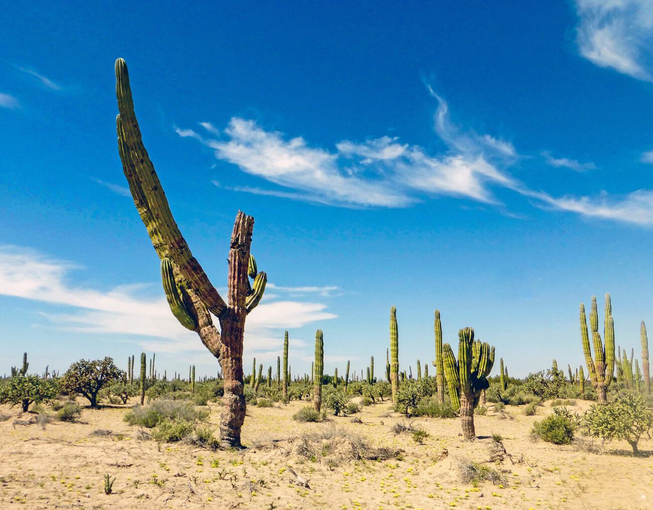 Cardon cactus dominate the Vizcaino Desert landscape. © Roger Harris