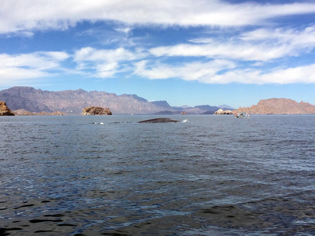 One of several blue whales we saw in the Sea of Cortez. © Kathi Koontz