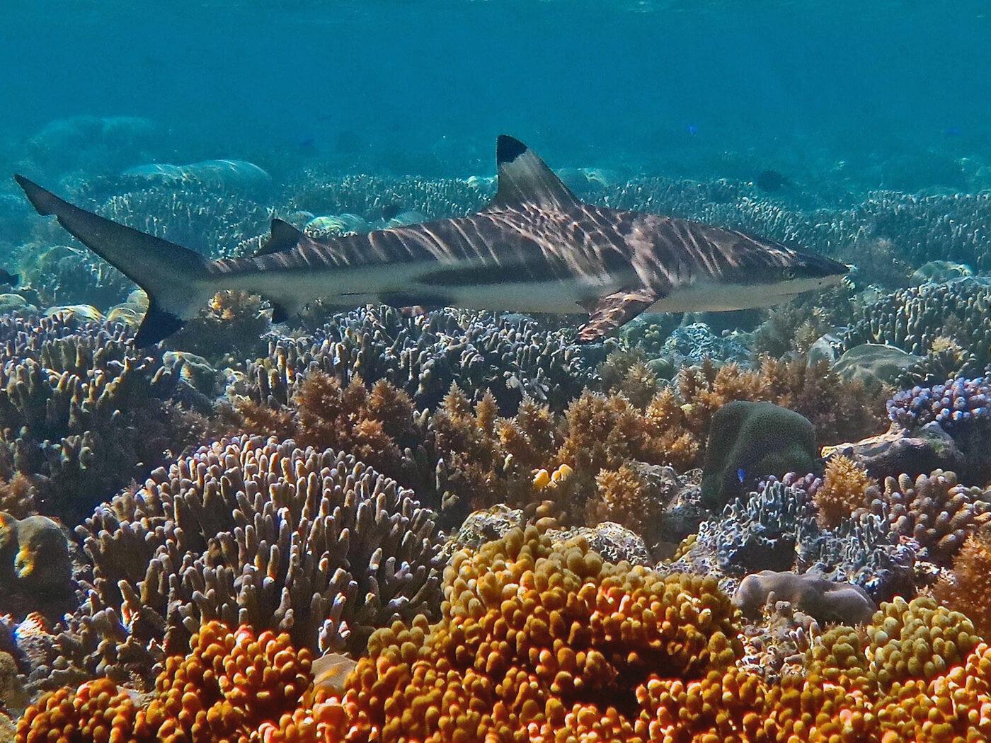 blacktip reef shark Palau