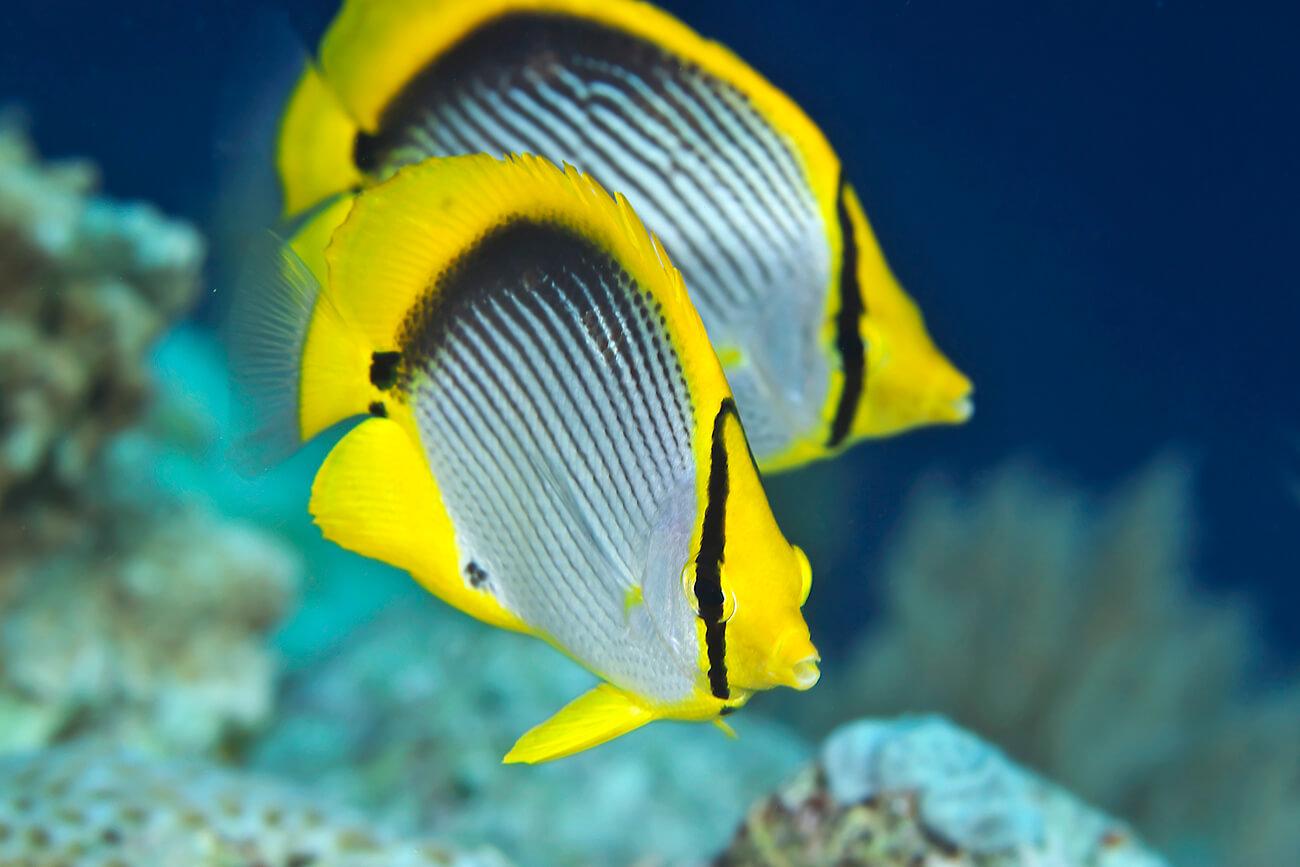 A pair of blackback butterflyfish ((Chaetodon melannotus). © Keoki Stender