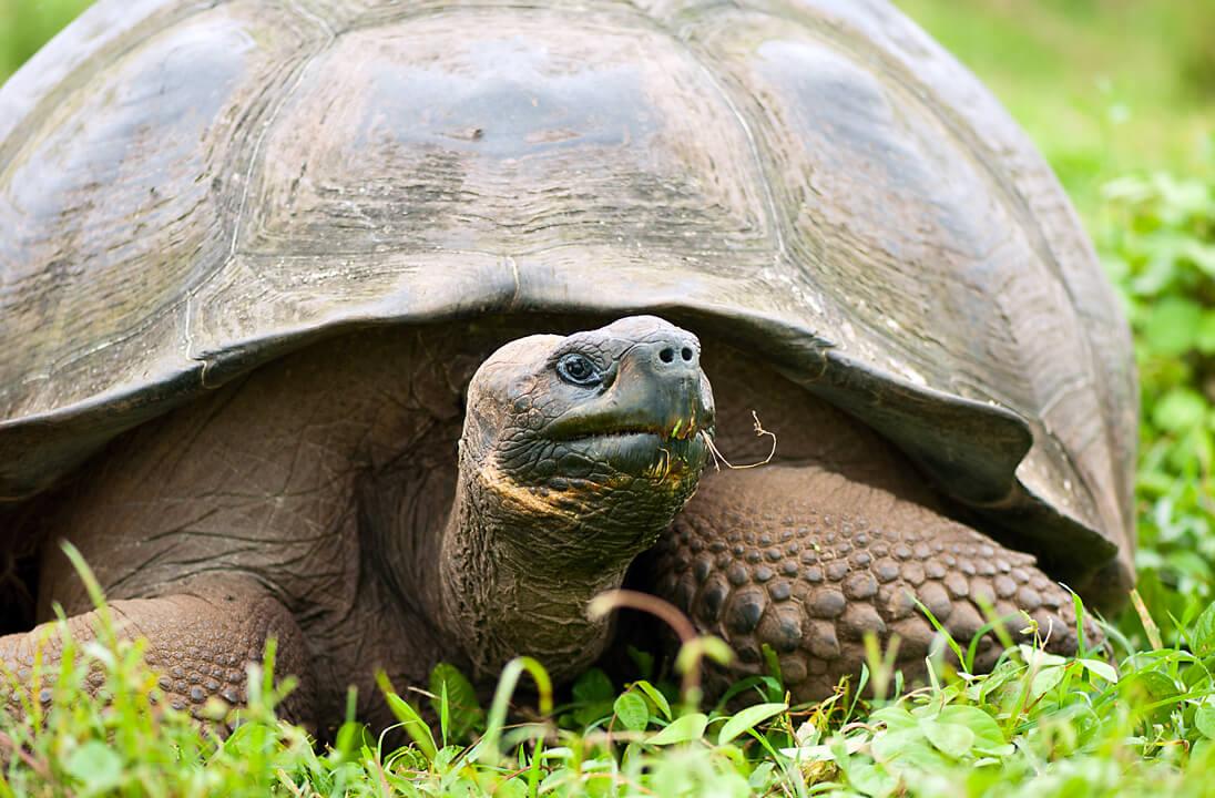 Galapagos Tortoise