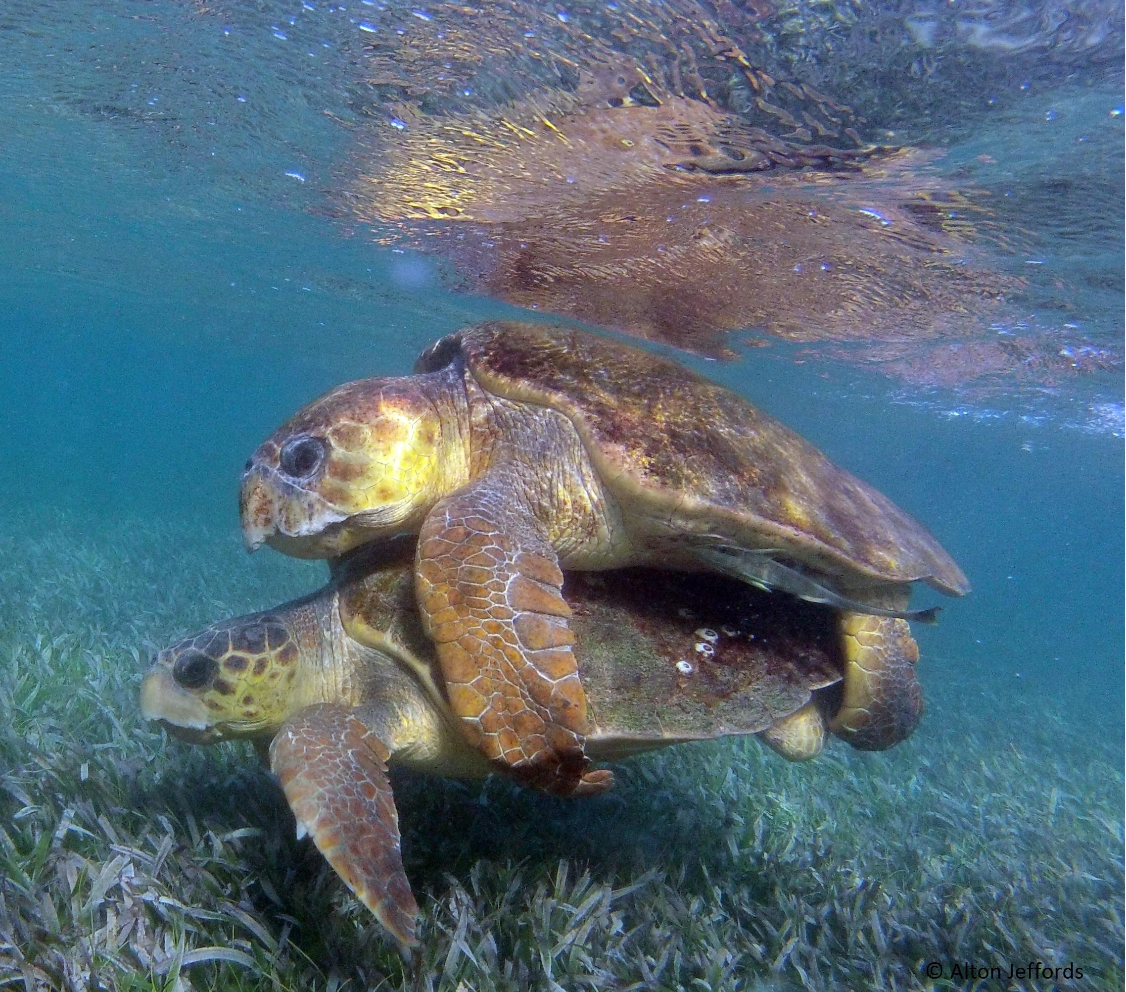 Loggerhead turtles mating at Turneffe Atoll. © Alton Jeffords