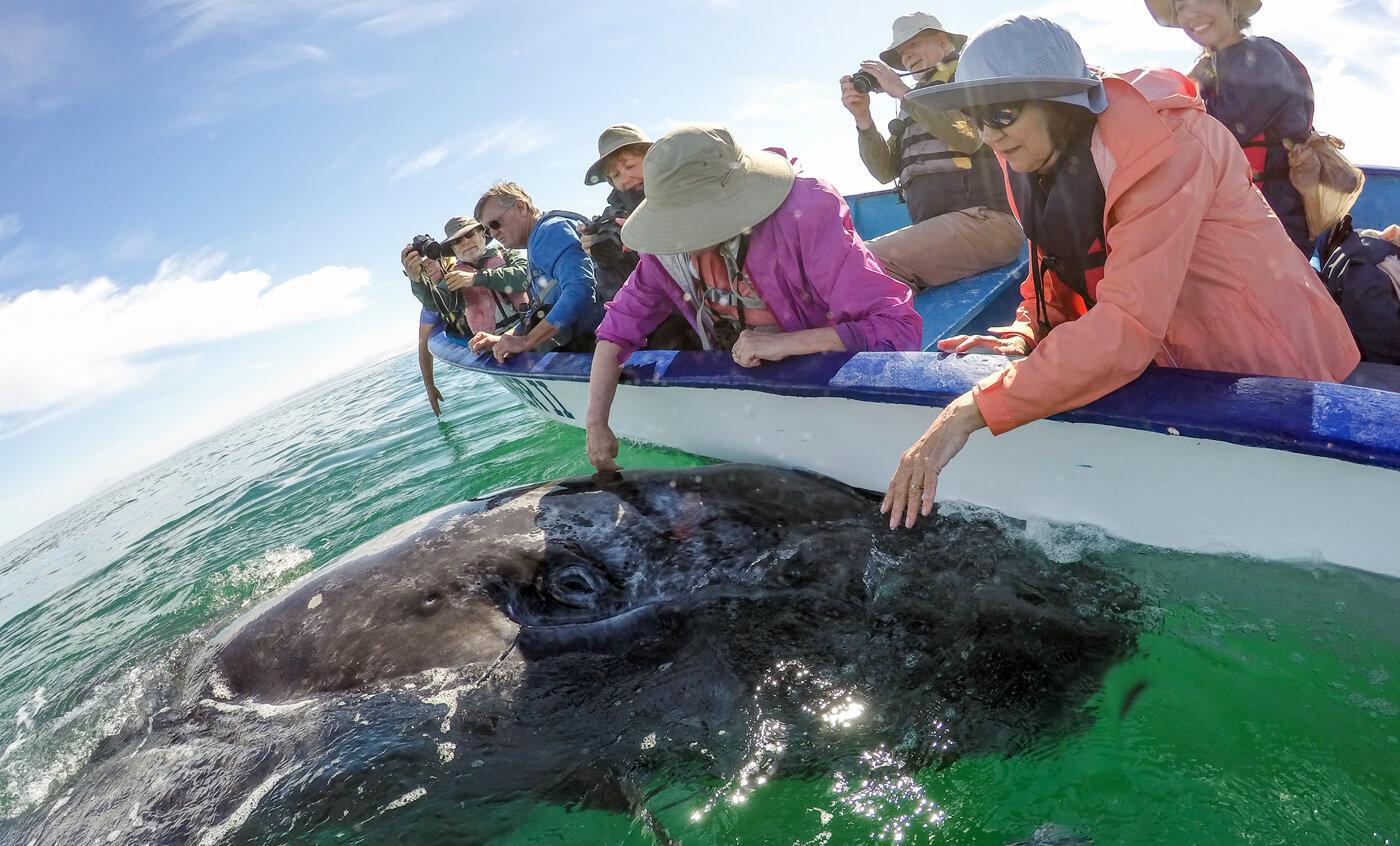 A friendly gray whale approaches our panga. © Jose Sanchez